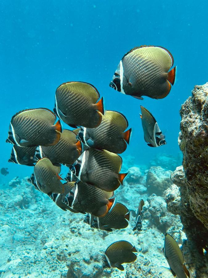 Coral Inn Thulusdhoo Bagian luar foto
